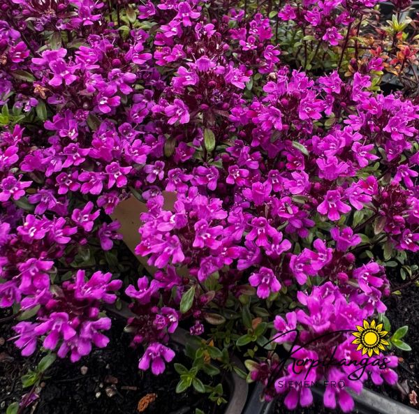 Harmaa-ajuruoho, Ruukkutaimi